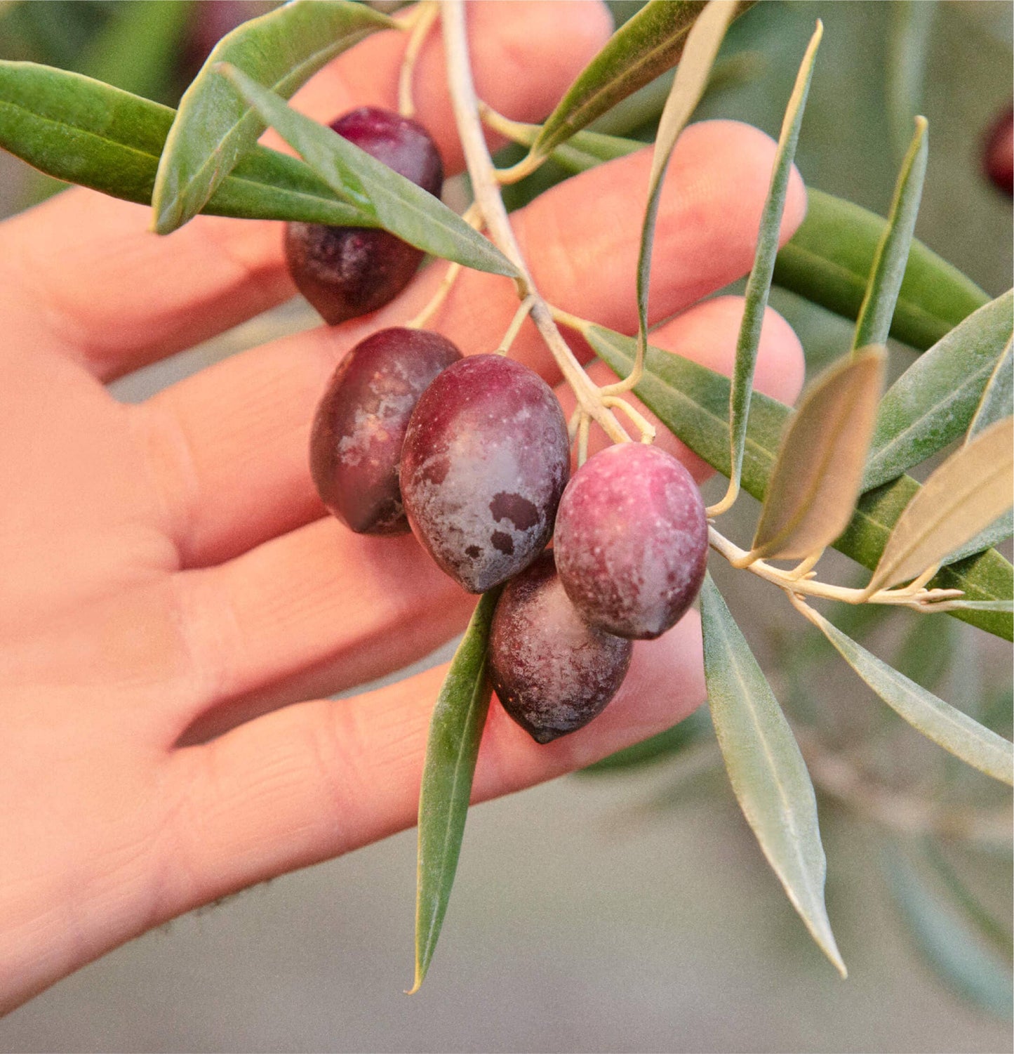 "Sizzle" Extra Virgin Olive Oil