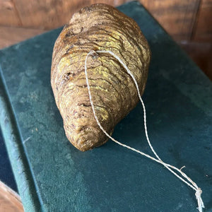 Gold Oyster with Pearl Ornament